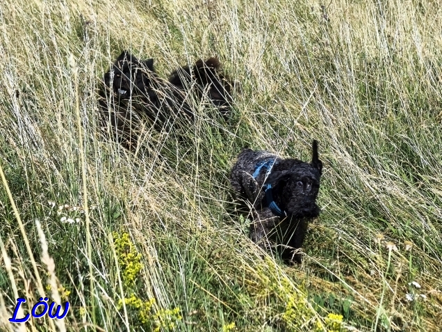 7.7.2025 - Herkules und Howard